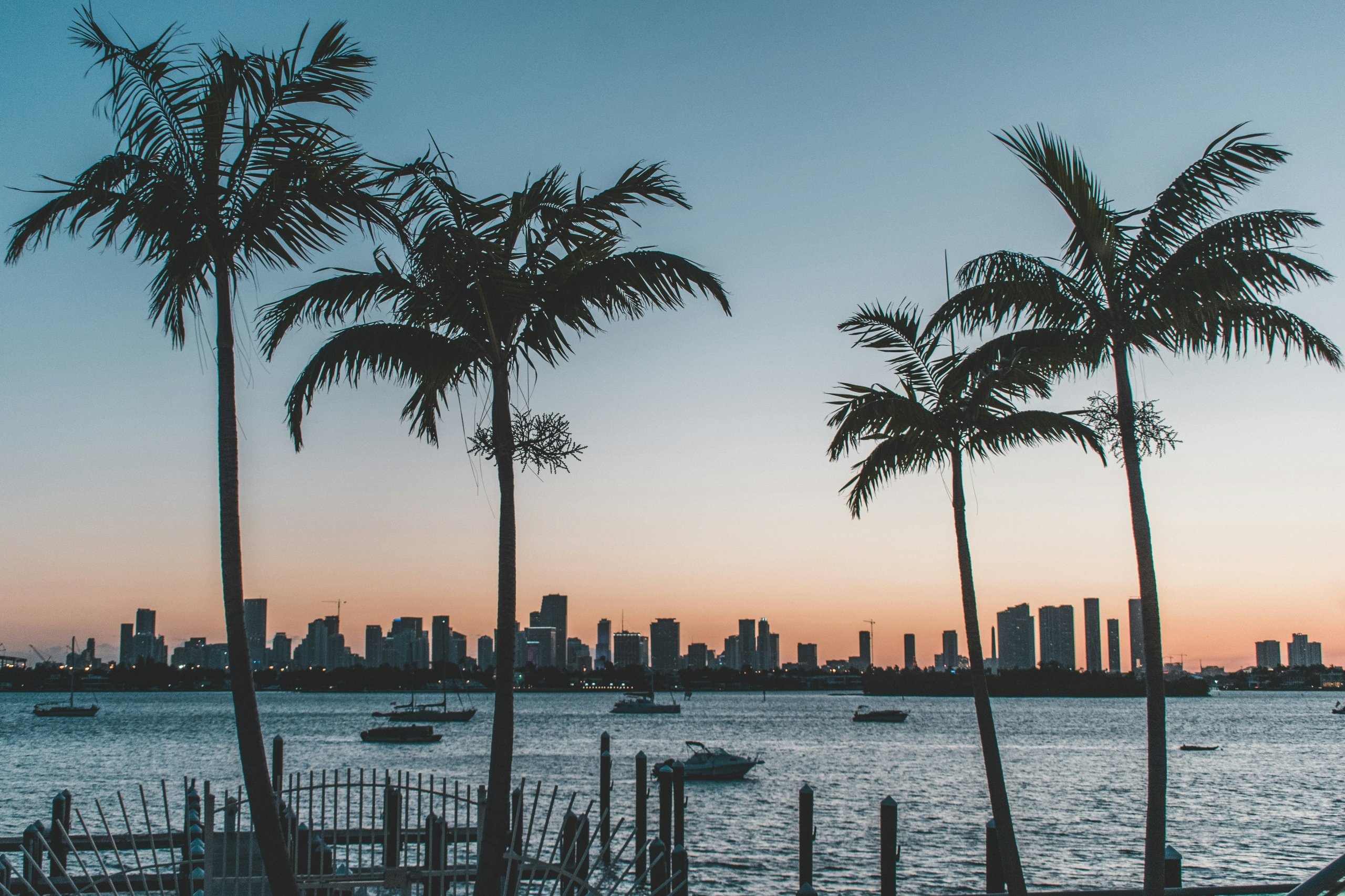 Palm trees and water in Florida