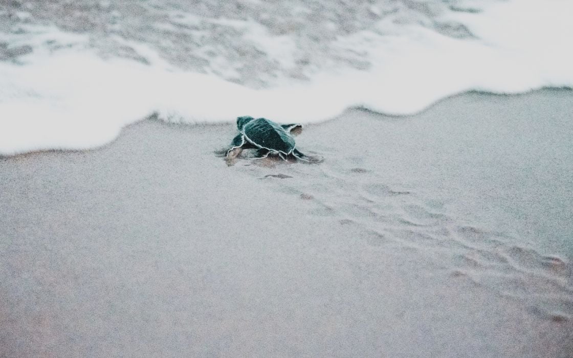 Turtle Conservation at Amrit Ocean Resort