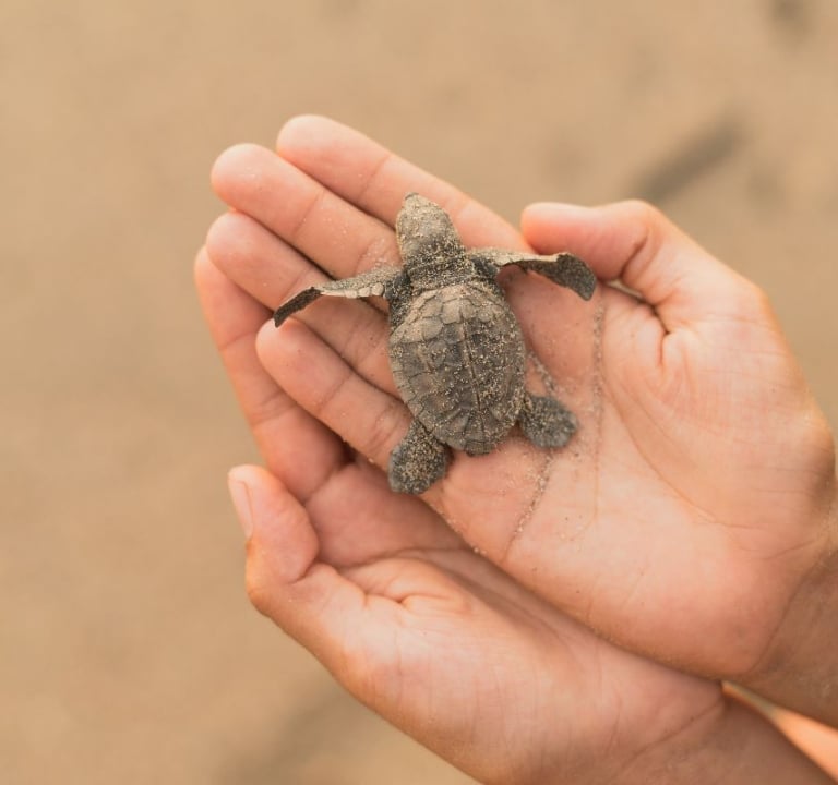 Turtle Conservation at Amrit